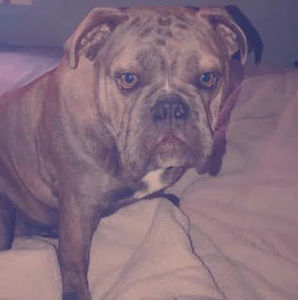 Meet your Posher, Angel